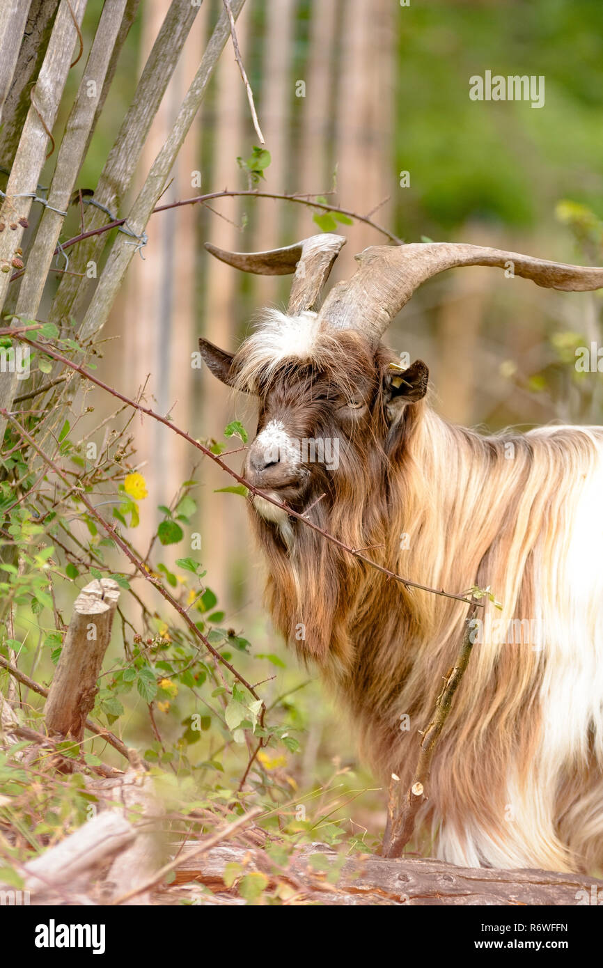 Goats are eating leaves in a forest Stock Photo Alamy