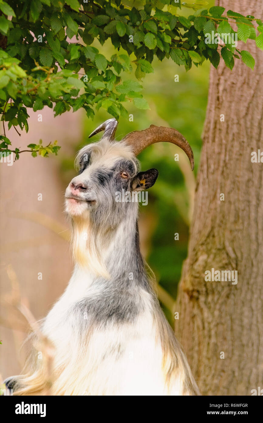 Goats in trees hires stock photography and images Alamy