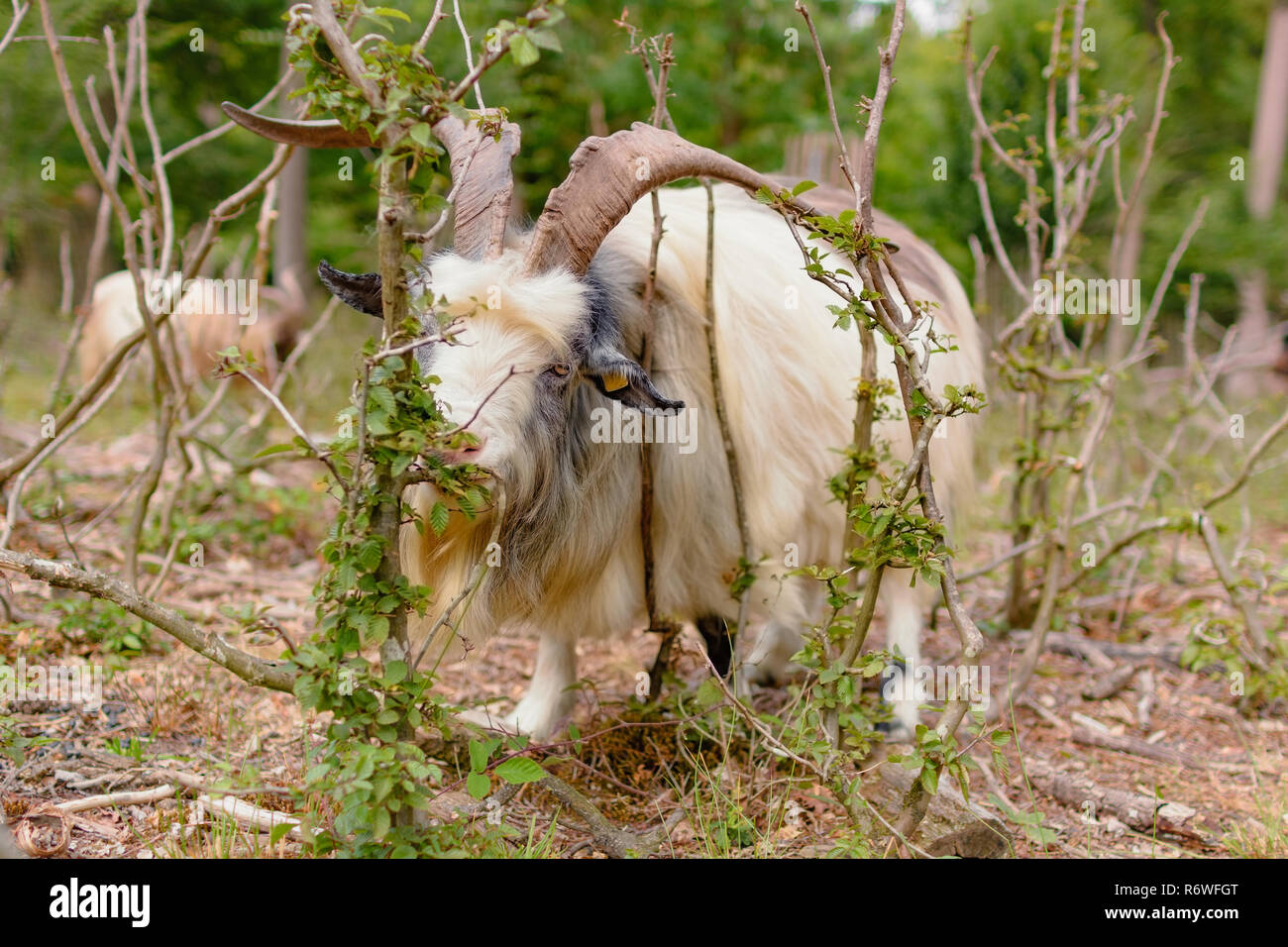 Goats are eating leaves in a forest Stock Photo Alamy