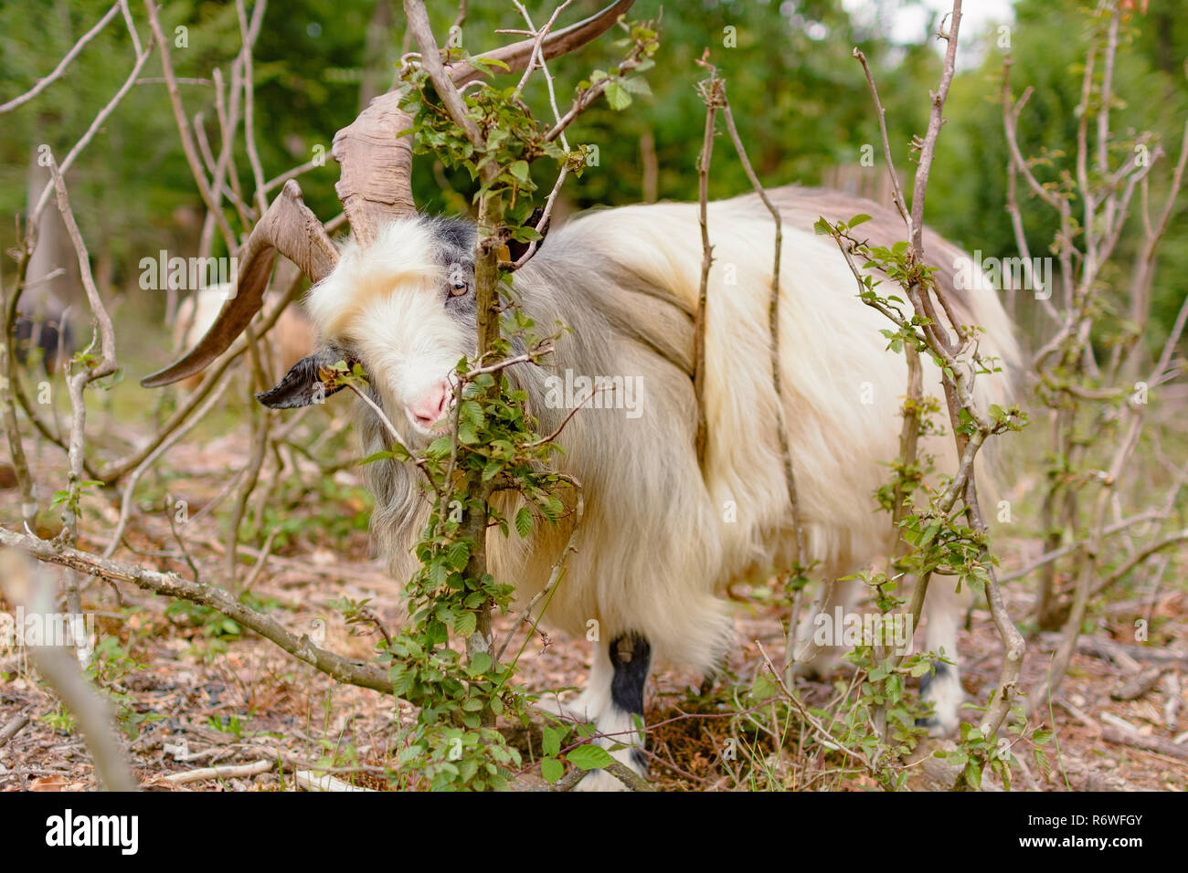 Goats eating leaves hires stock photography and images Alamy