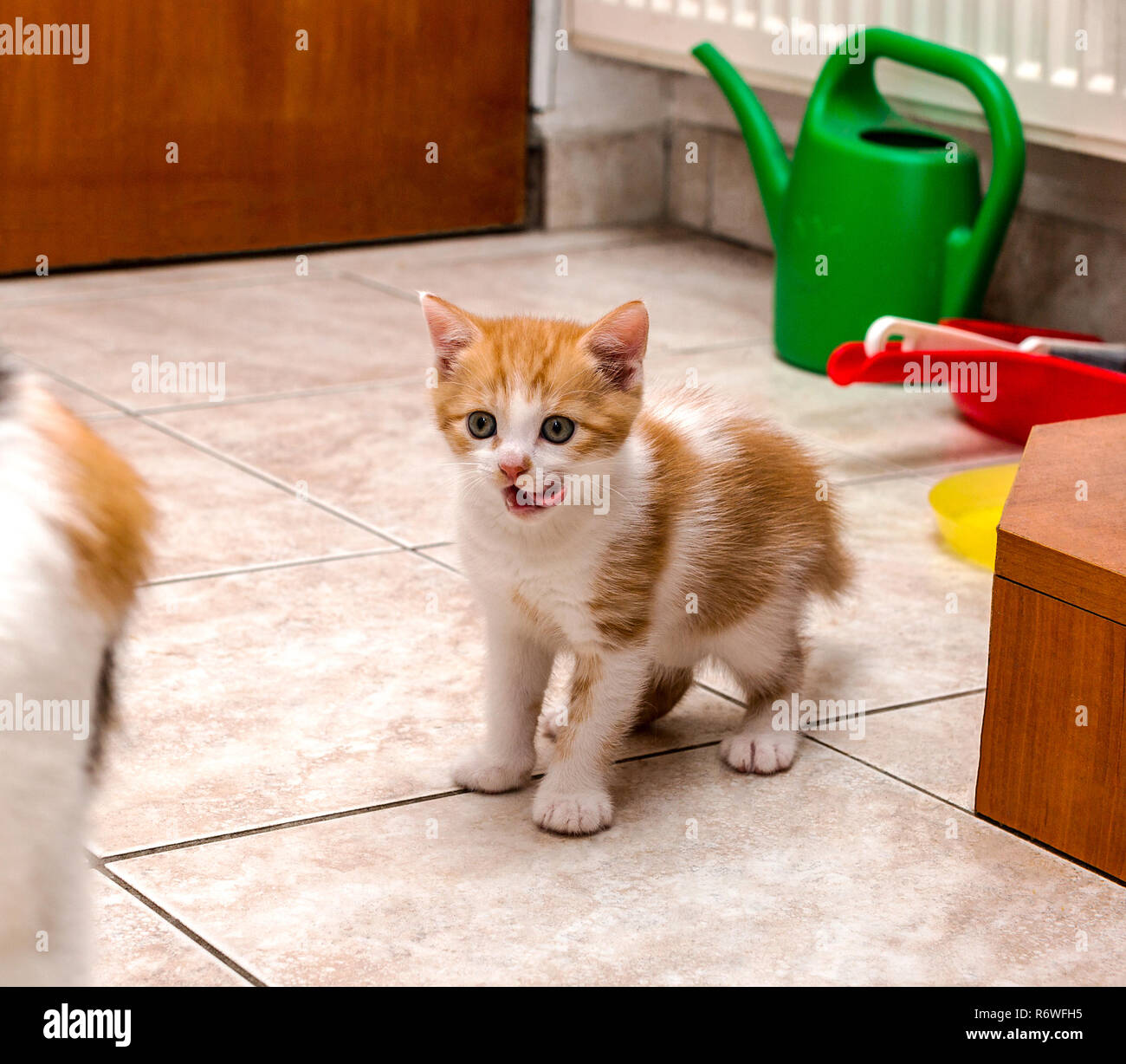 Cute little ginger-white kitten licking lips and looking at her mother-cat Stock Photo