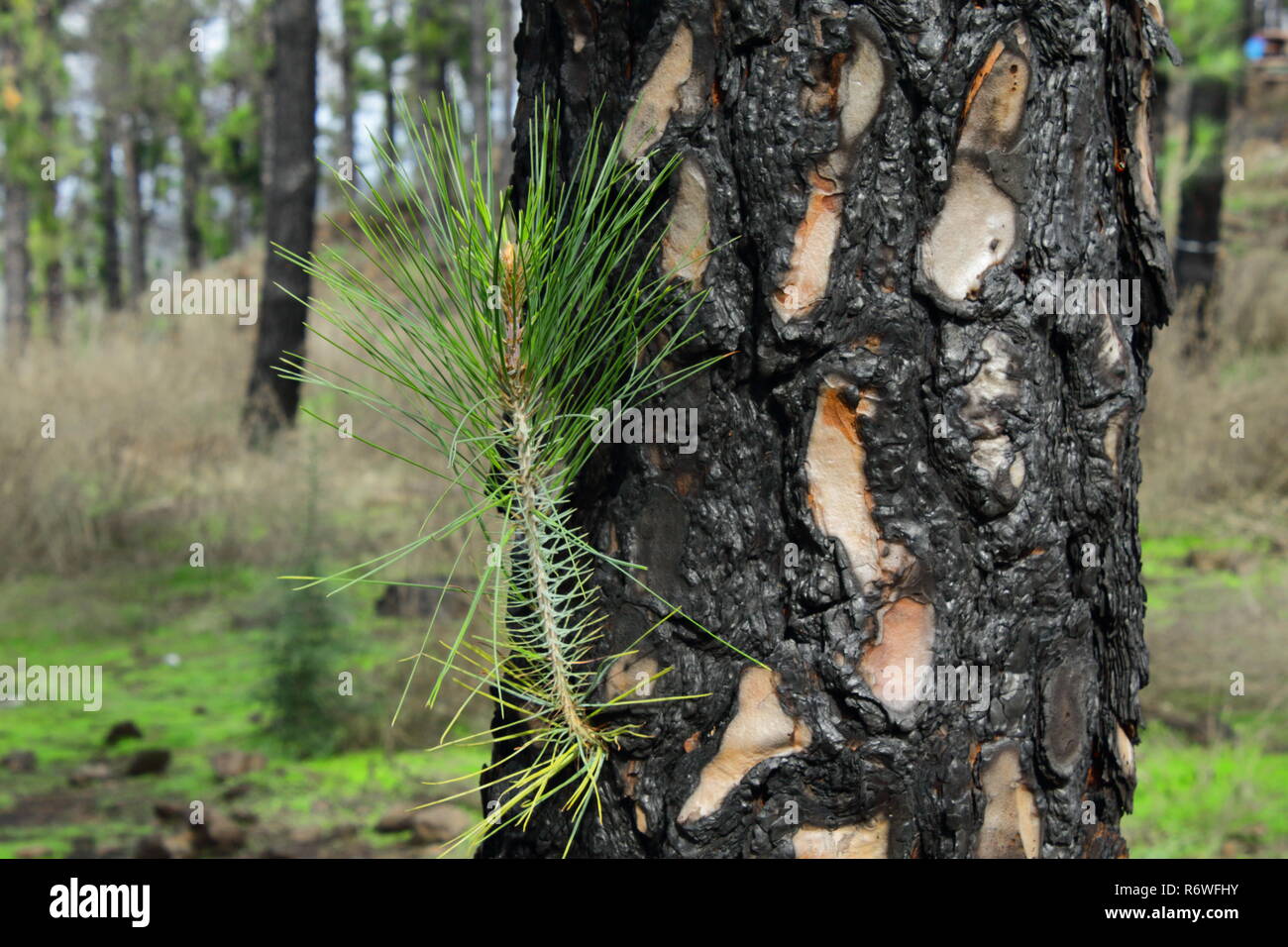 branch in pine trunk Stock Photo