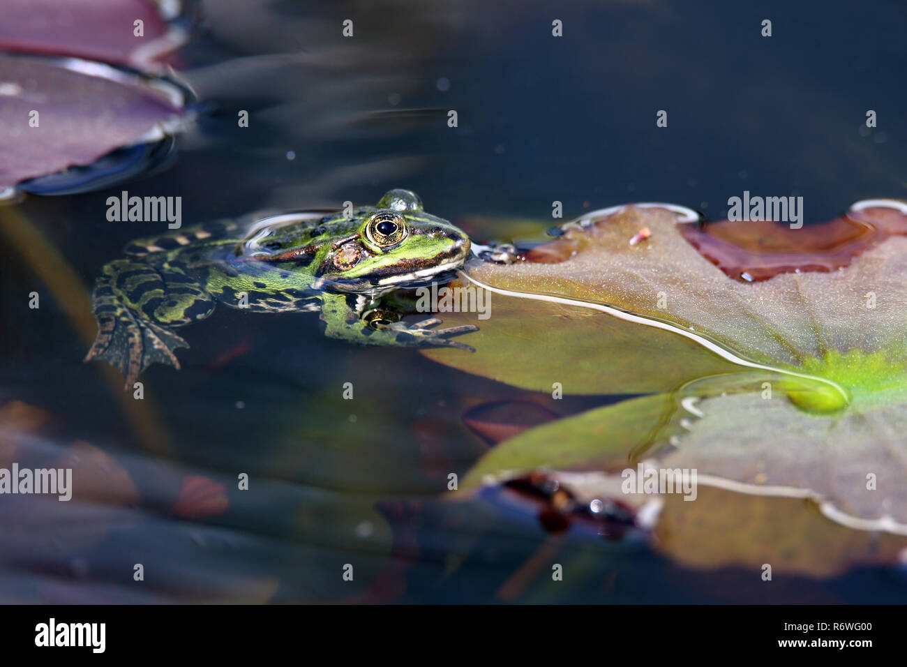 pond frog pelophylax esculenta on lily pad Stock Photo