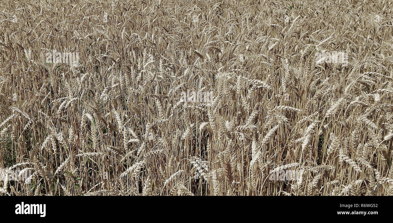 Field of wheat with grey sky background. Stock Photo