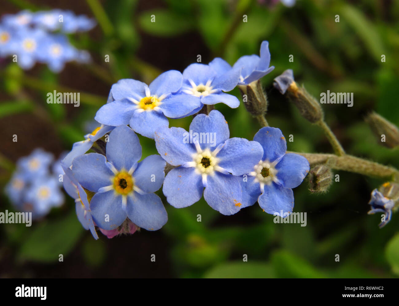 forget-me-not,myosotis spec.,blue flowers in close-up Stock Photo