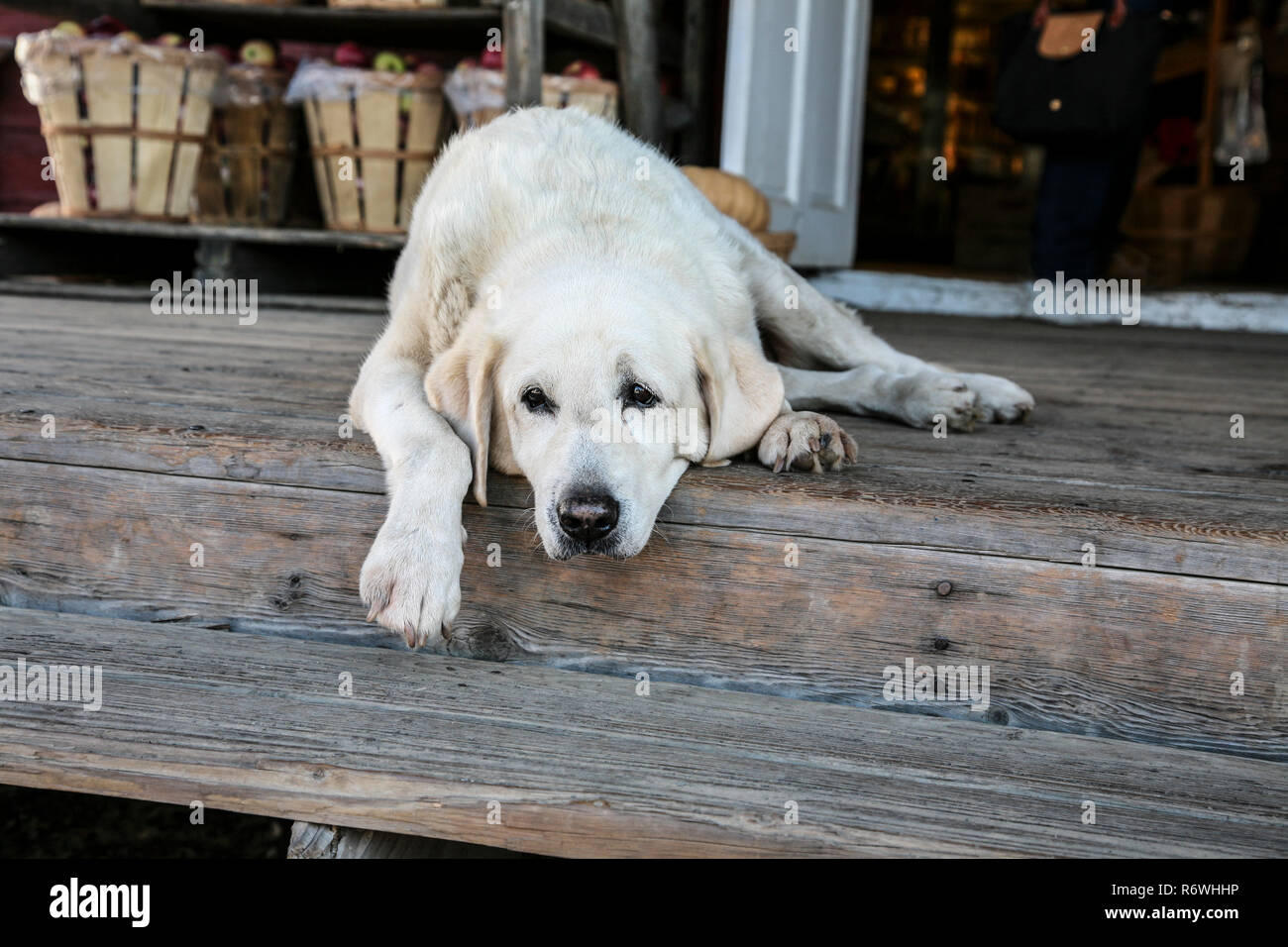 Old dog fashion farm