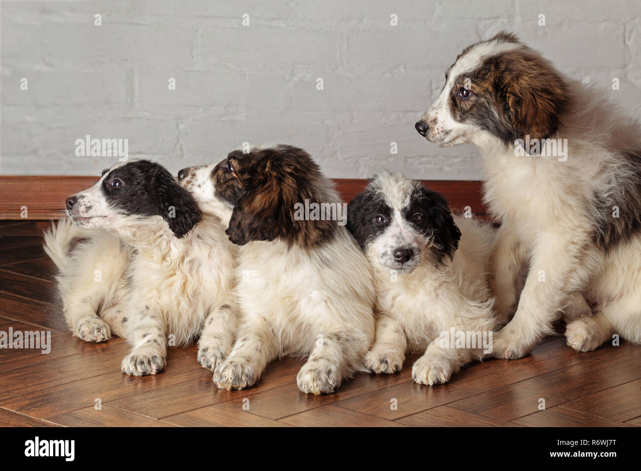 Group of sibling puppies Stock Photo Alamy