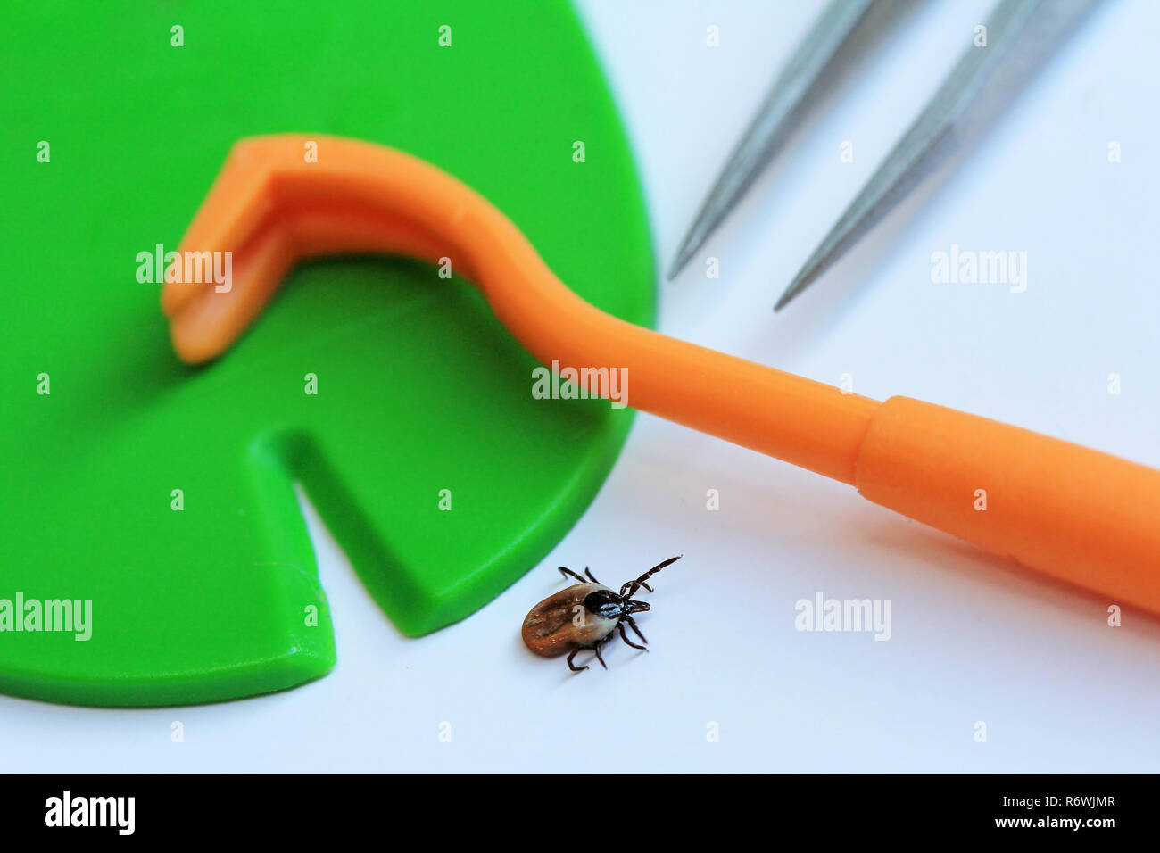 correct and quick removal of a tick with a tick hook,tweezers or tick
