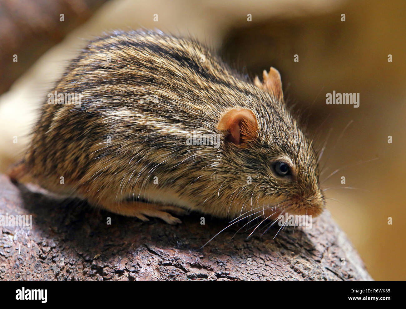 multi-striped grass mouse lemniscomys barbarus Stock Photo