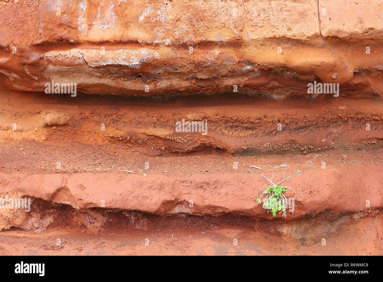 Red tuff, overgrown with a tussock of Sea Sandwort Stock Photo