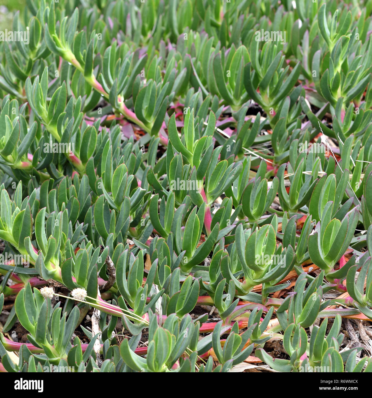 Leaves of the Ice plant, Carpobrotus edulis, at the Southern coast of the Madeira Stock Photo