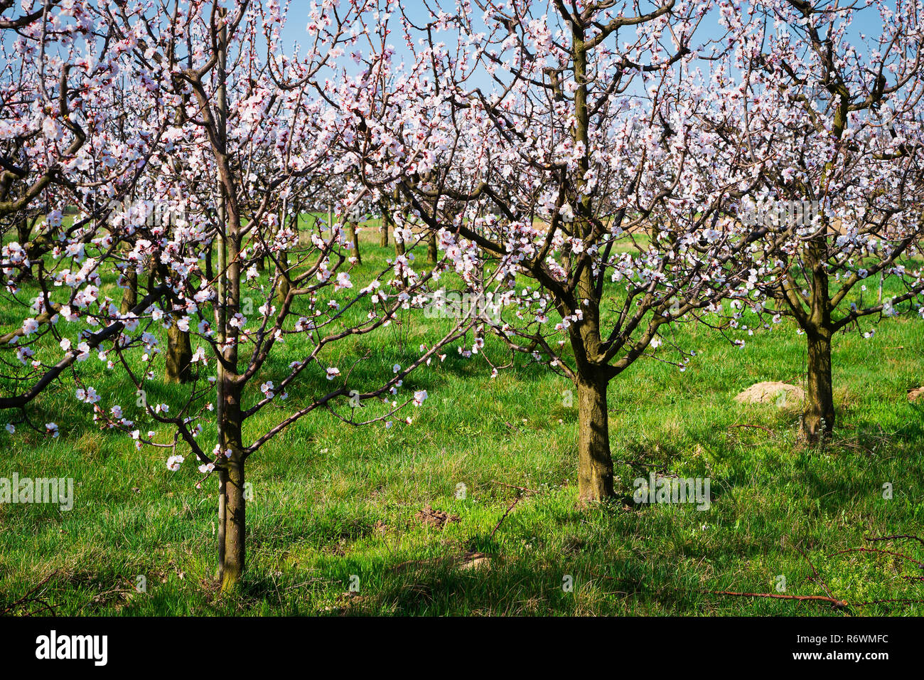 apricot tree in bloom Stock Photo