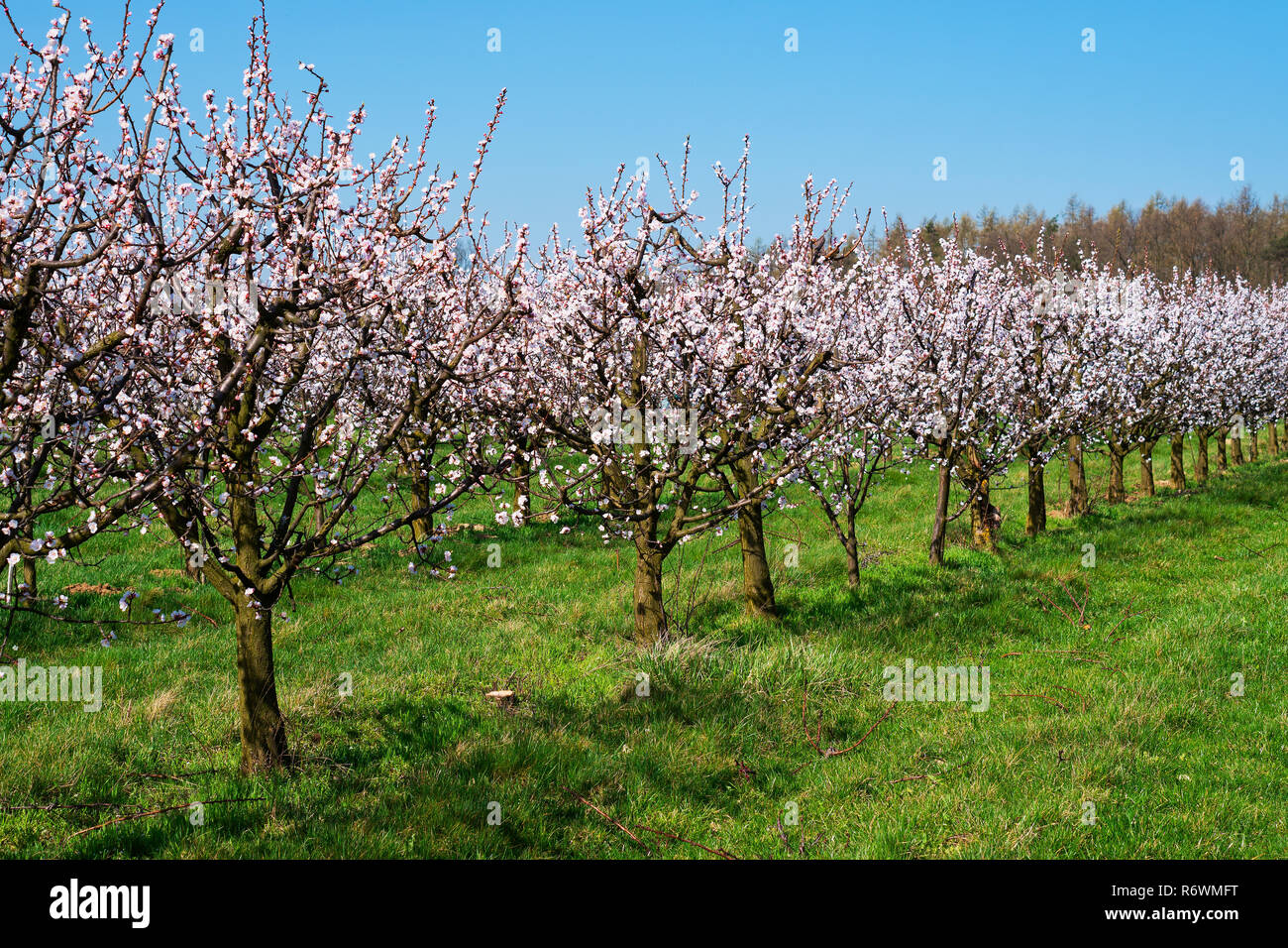 apricot tree in bloom Stock Photo