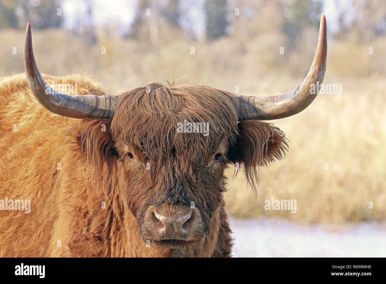 scottish highland cattle in winter Stock Photo