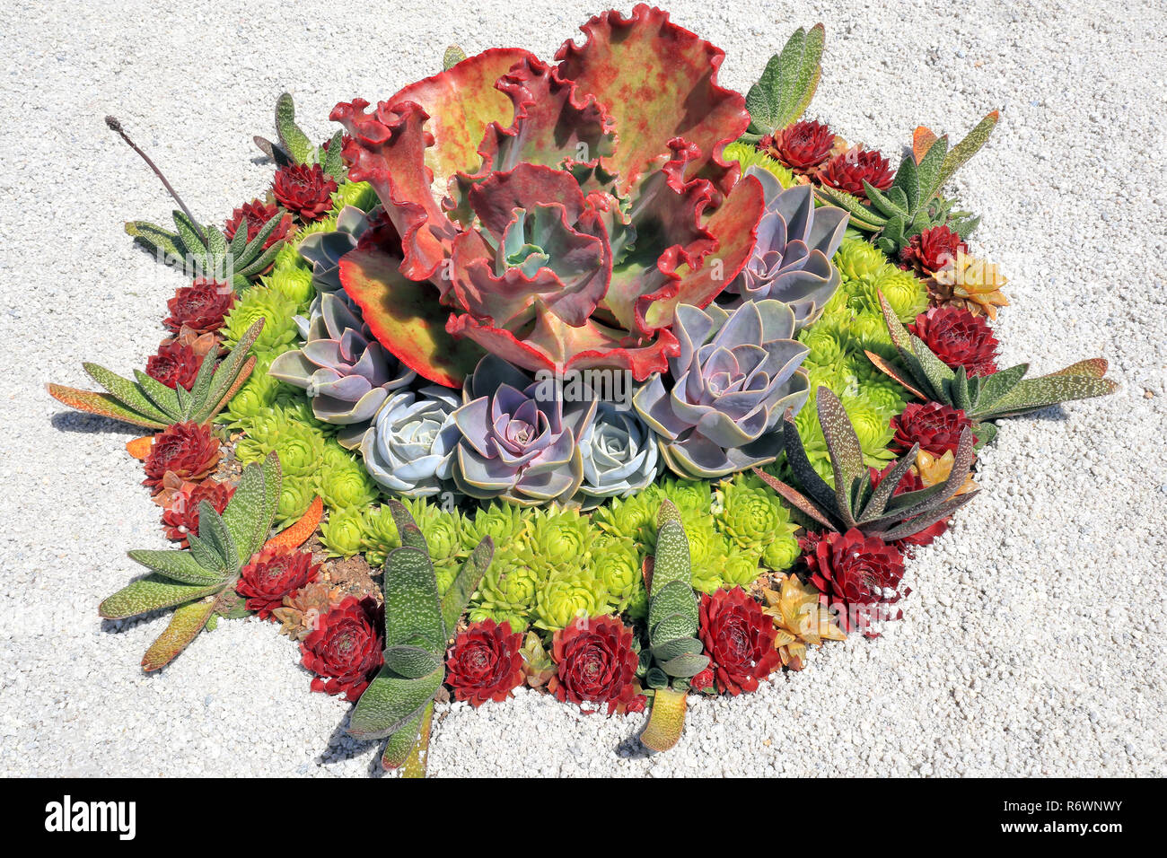 Colorful succulent plants designed into circle on white stones