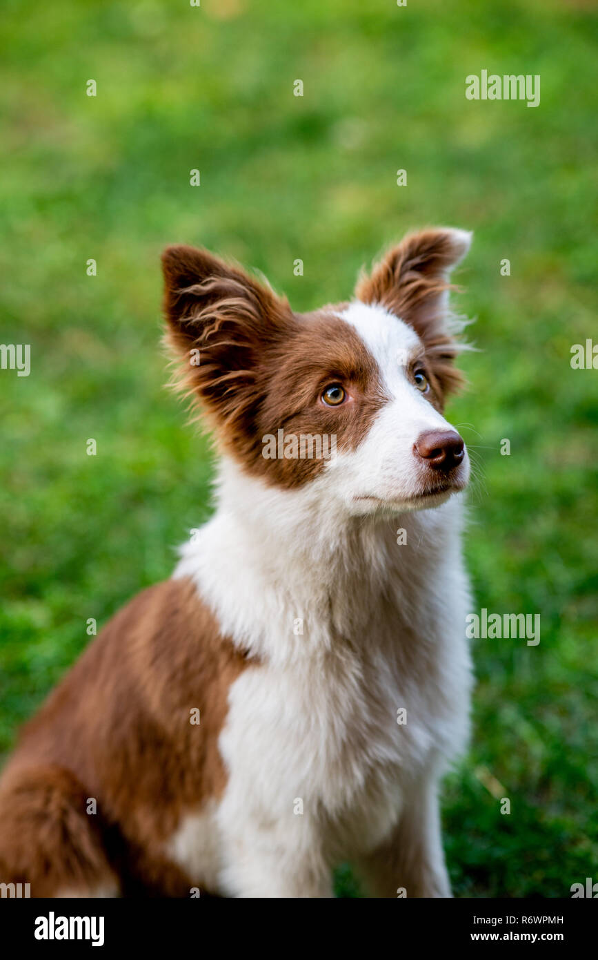 Brown collie hi-res stock photography and images - Alamy