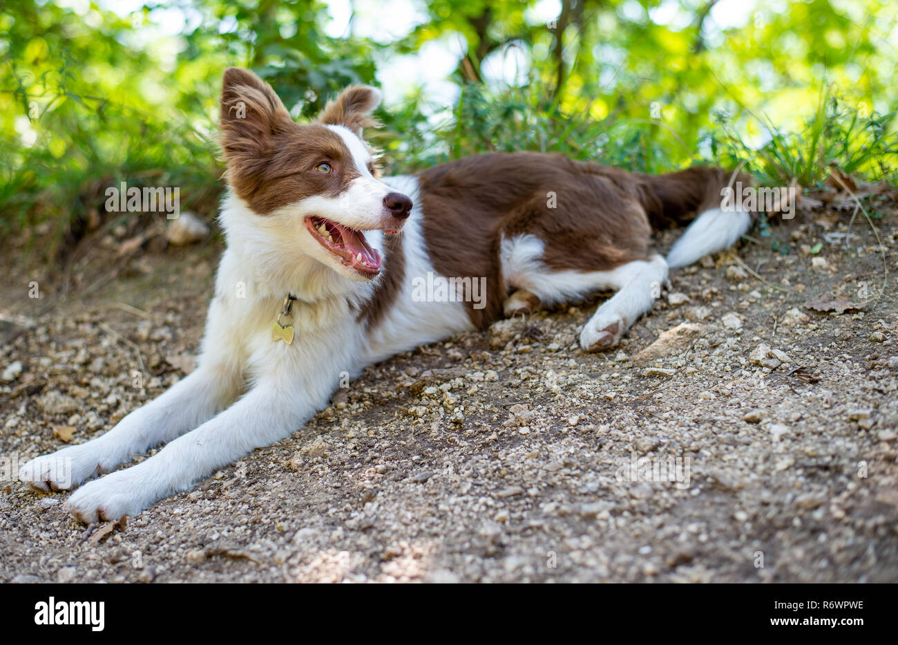 Border Collie And Fun High Resolution Stock Photography And Images Alamy