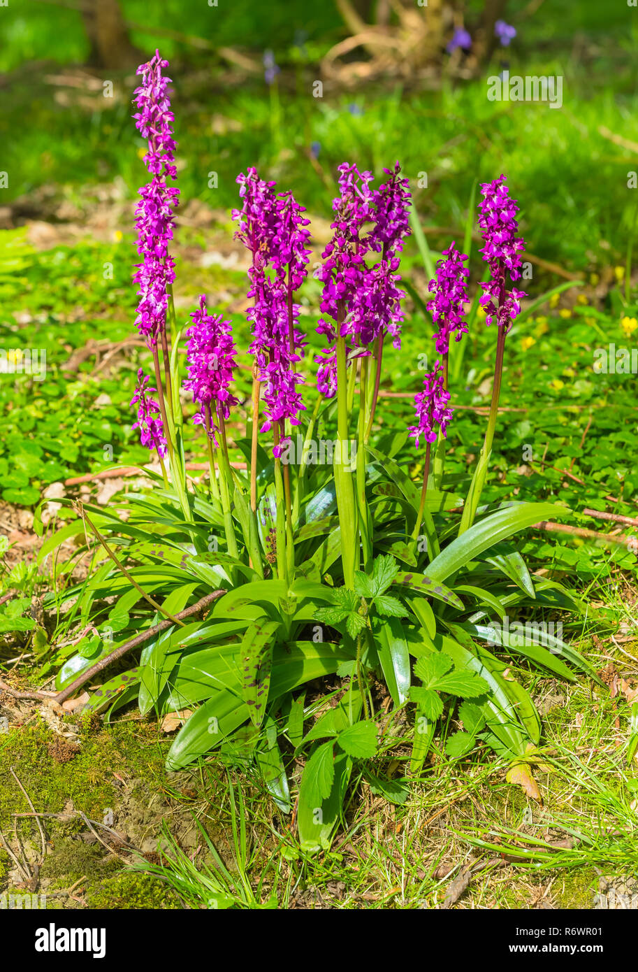 Orchid (Orchis mascula) Early purple orchid with shiny green leaves and dark spots in natural woodland setting with bluebells and Celandine. Portrait Stock Photo