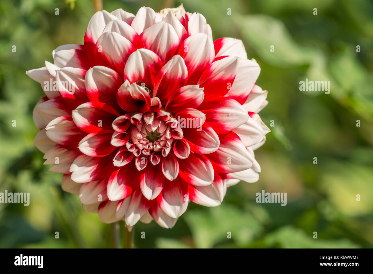 Close-up of a beautiful white and red Ball Dahlia (Asteraceae) Flower. Stock Photo
