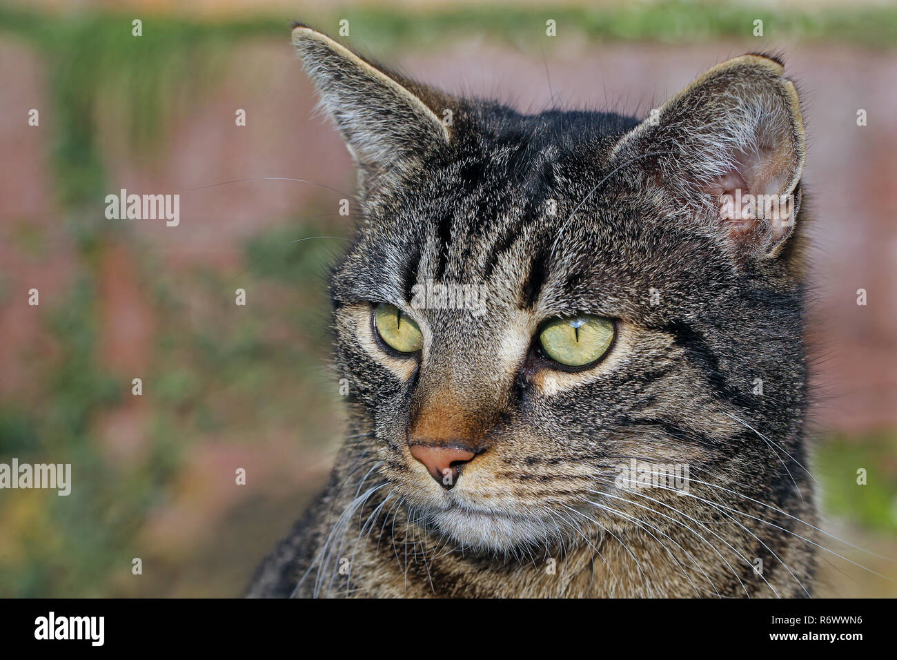 my cat in the portrait Stock Photo
