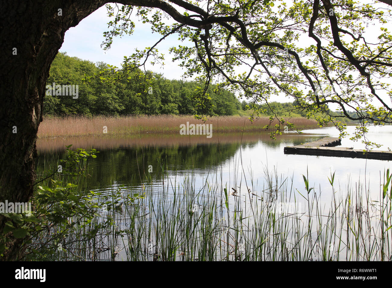 Idyllic landscape with lake and tree Stock Photo - Alamy