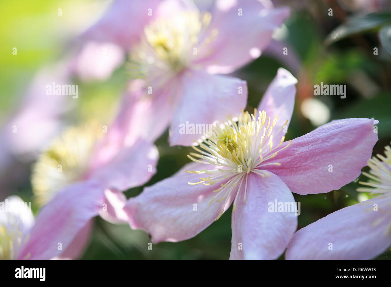 Clematis montana blossoms in the garden Stock Photo