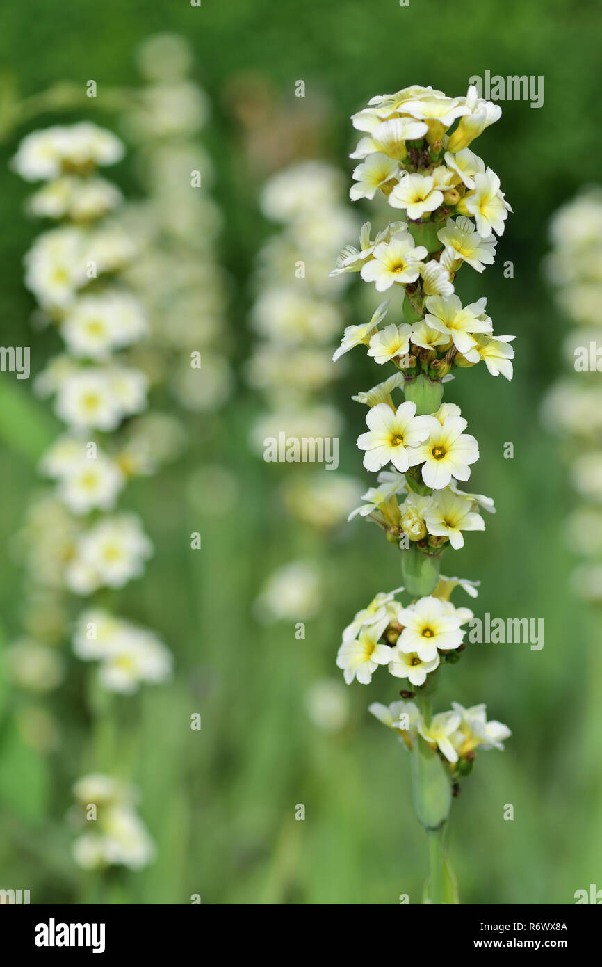 Close up of pale yellow eyed grass in bloom Stock Photo