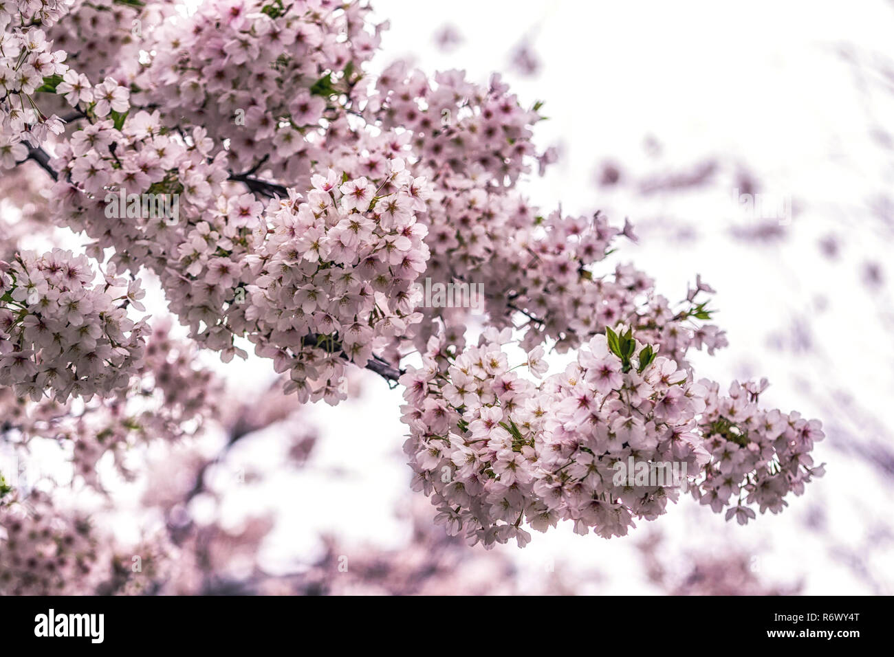 cherry blossoms in seoul south korea Stock Photo Alamy