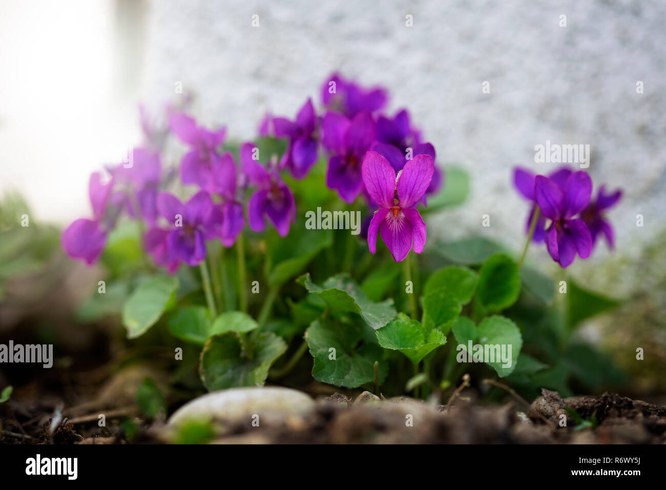 fragrance violet,viola odorata,close-up Stock Photo