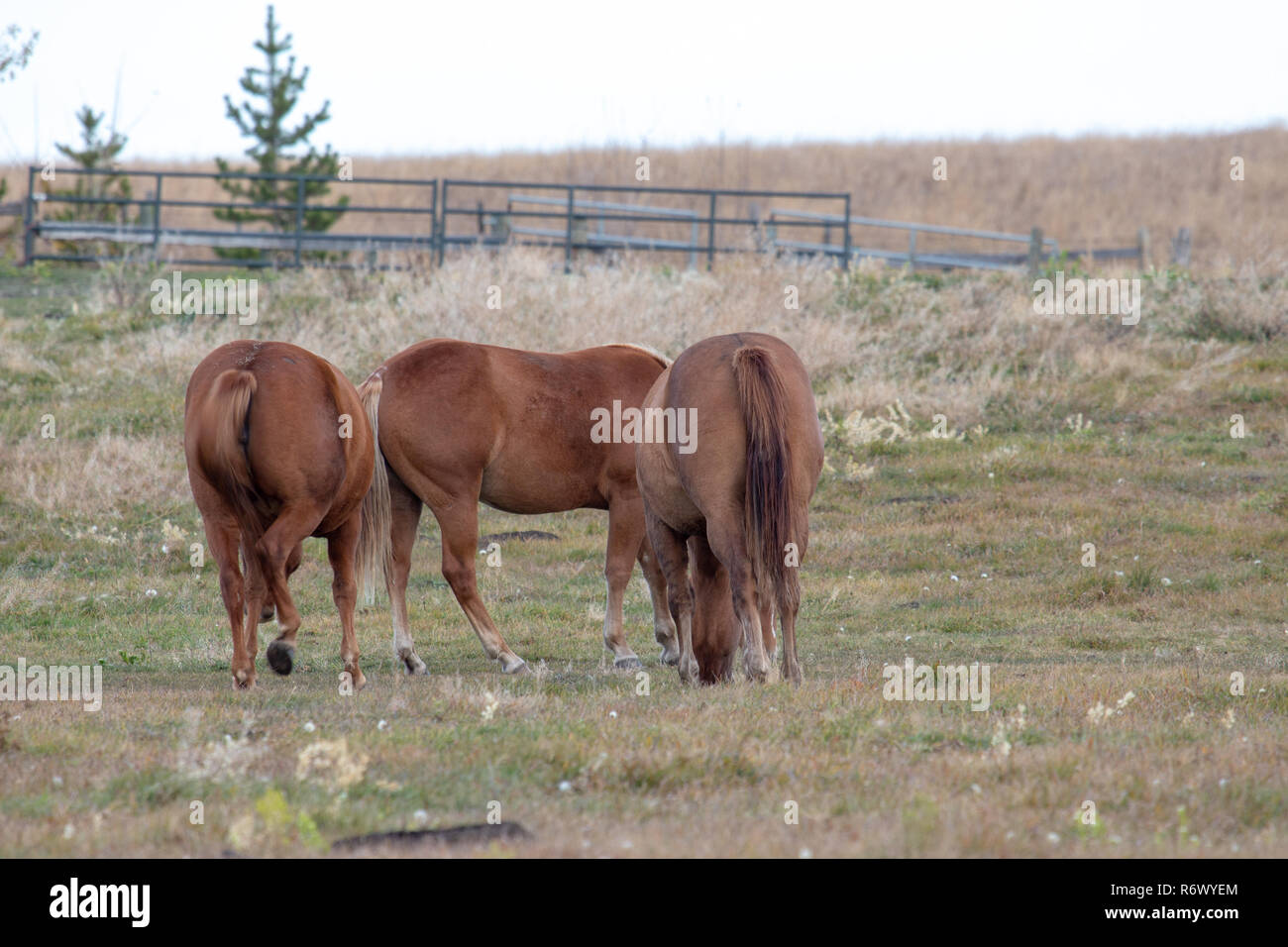 Horses grazing grass hi-res stock photography and images - Alamy