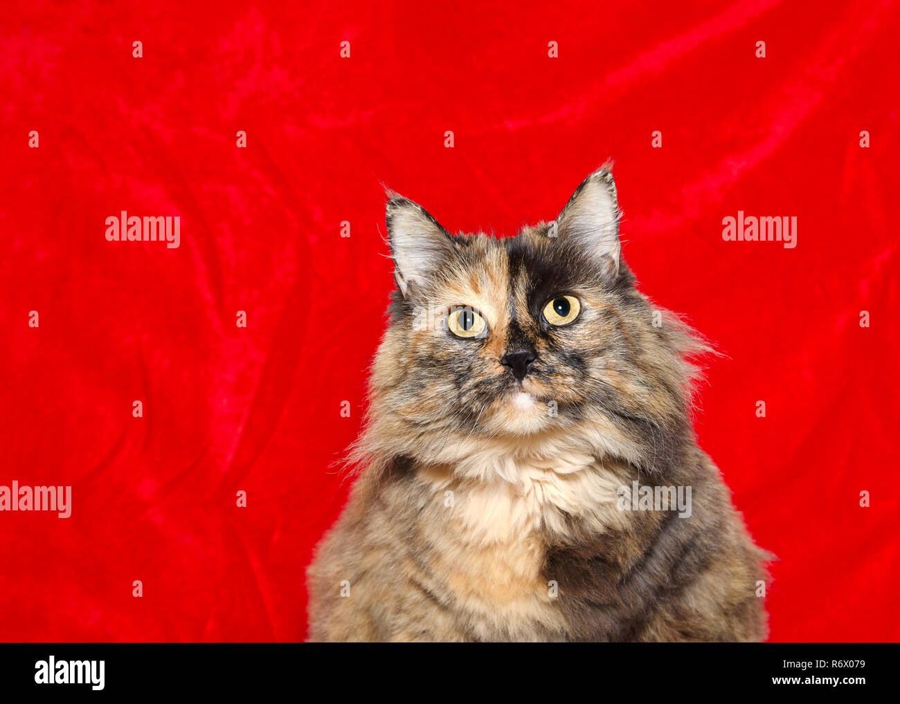 Portrait Of One Very Obese Long Haired Tortoiseshell Cat Looking