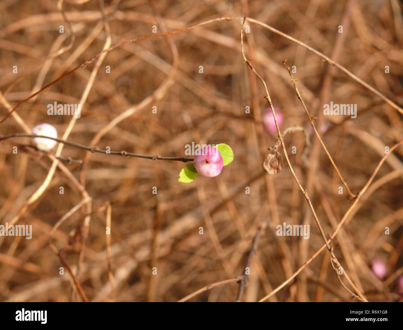pink colored snowberry with two little green leaves Stock Photo