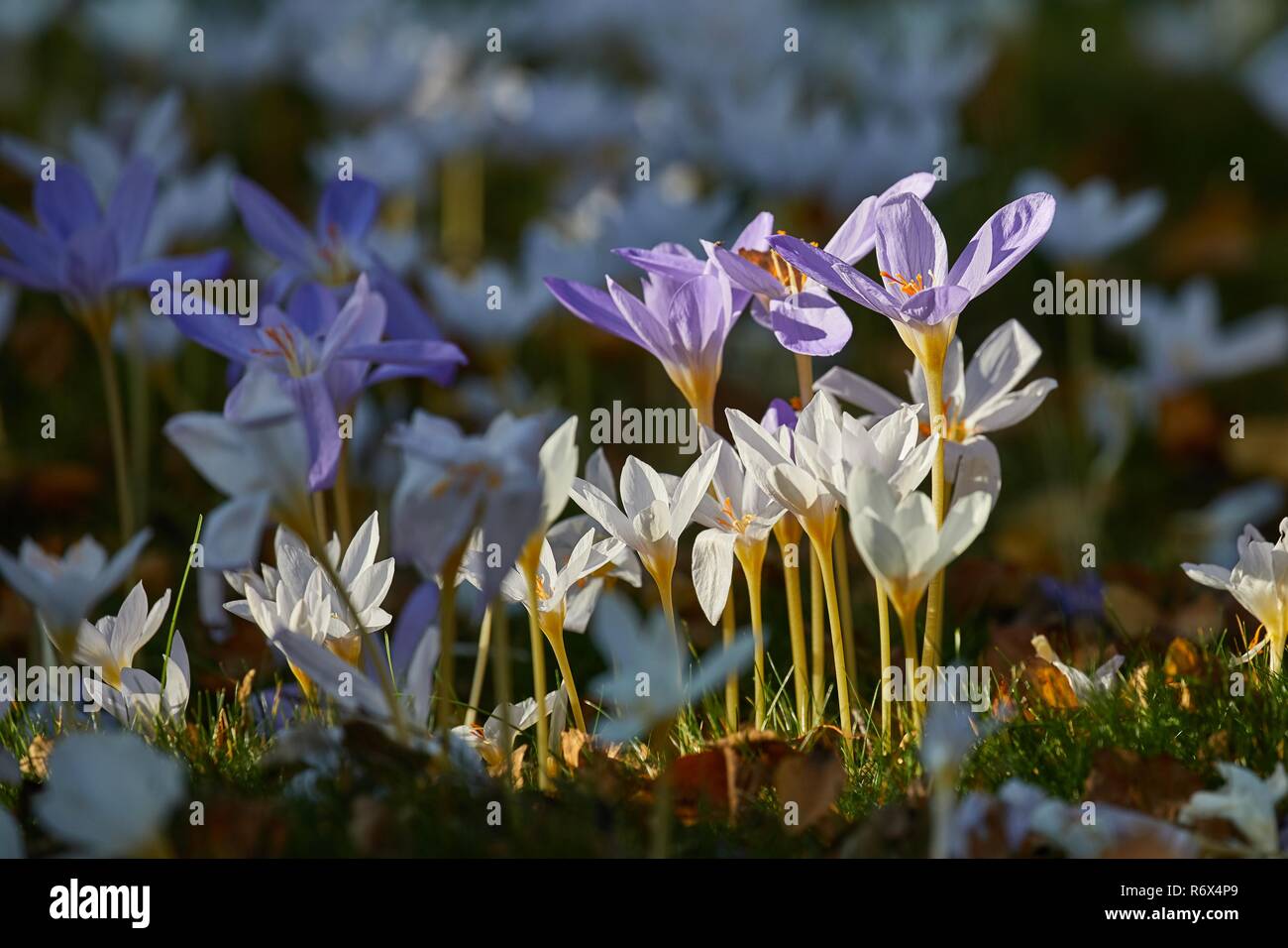 Flowers in breeze Stock Photo