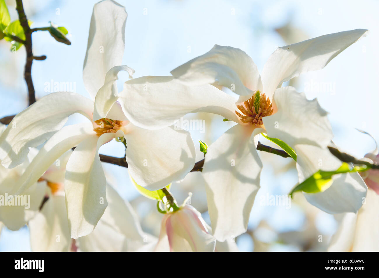 Sunny blossom magnolia tree flowers Stock Photo - Alamy
