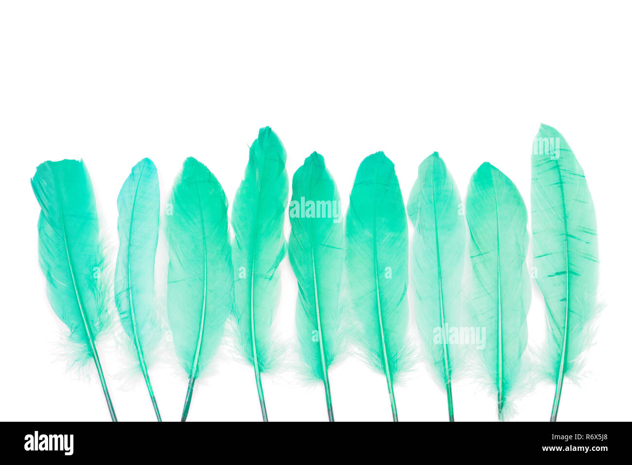 Emerald green feathers Cut Out Stock Images & Pictures - Alamy