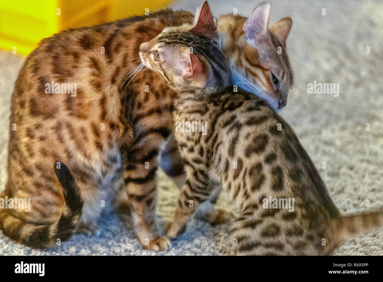 Female Bengal Cat mother grooming and cleaning kitten Stock Photo Alamy