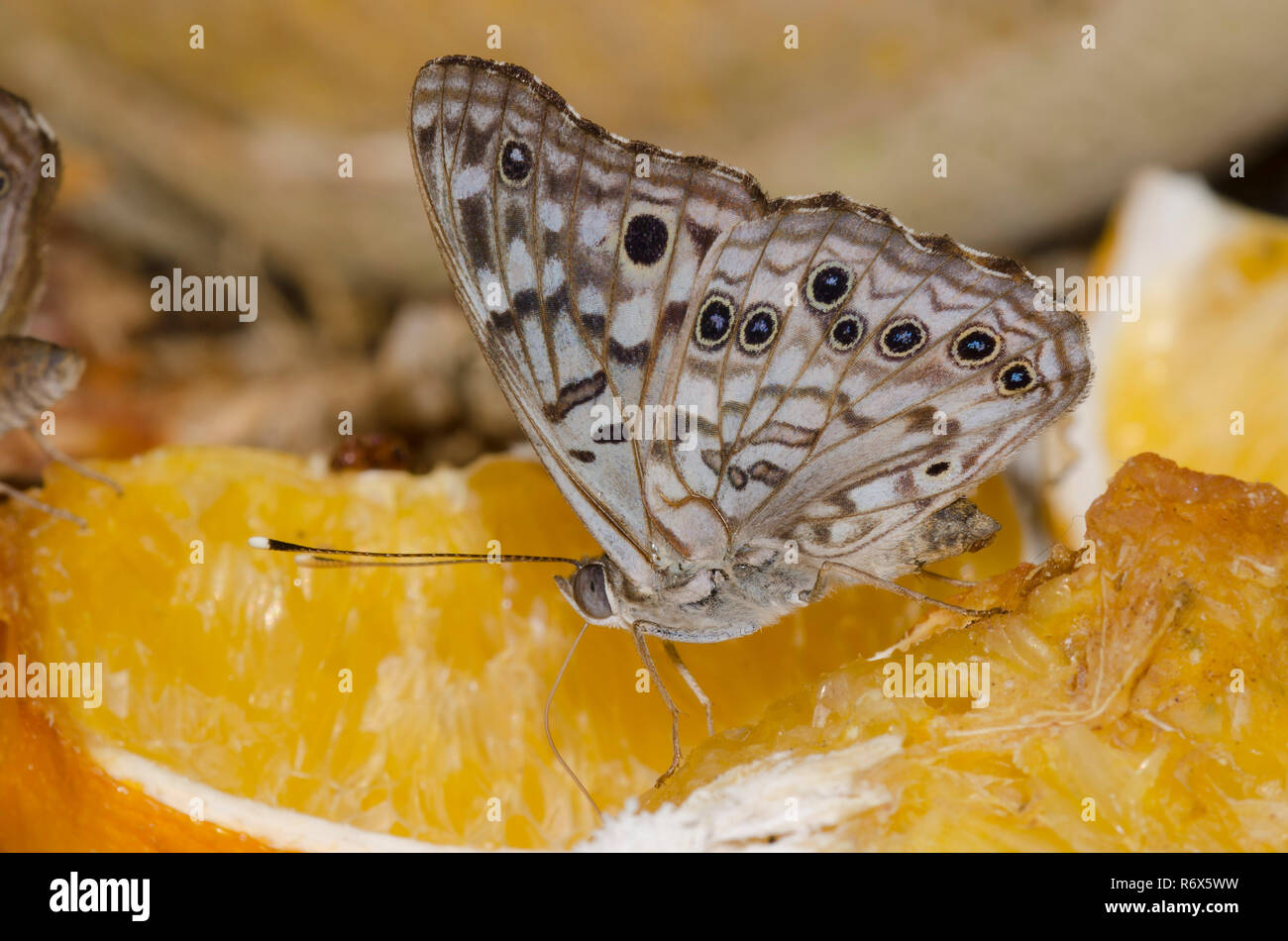 Hackberry Emperor, Asterocampa celtis, on fruit tray Stock Photo