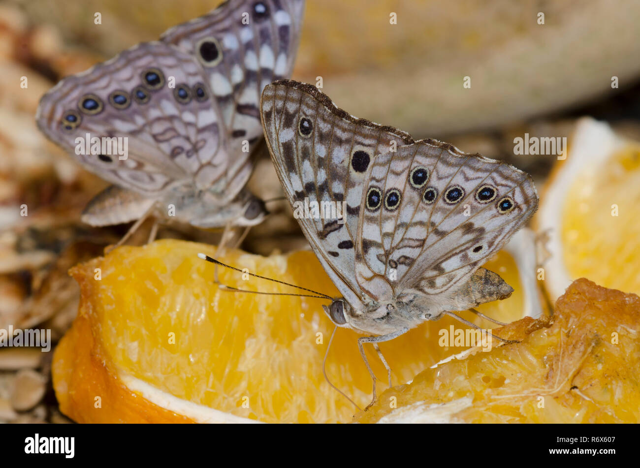Hackberry Emperors, Asterocampa celtis, on fruit tray Stock Photo