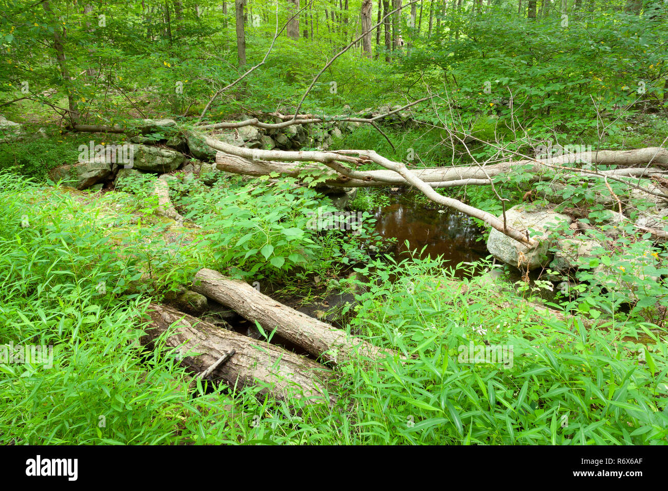 Old property boundary wall ruins running along a small creek. Clarence
