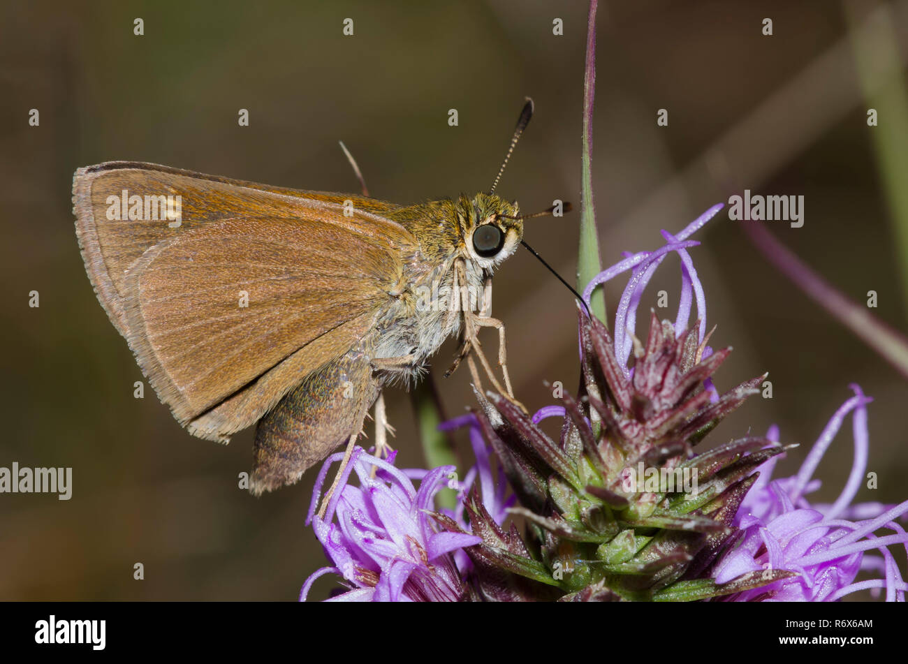 Crossline Skipper, Limochores origenes, on blazing star, Liatris sp. Stock Photo