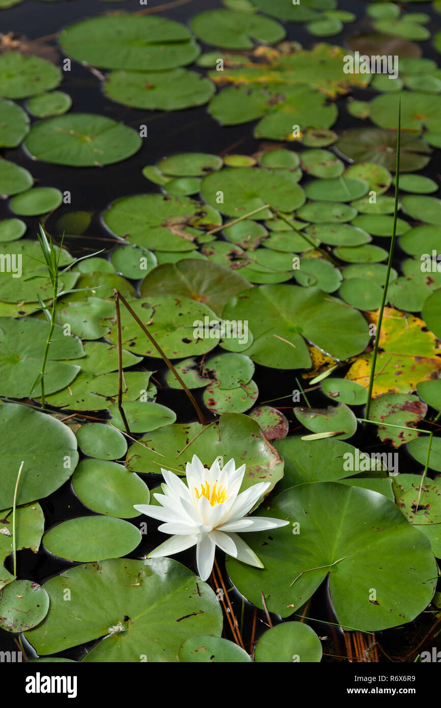 A blooming lily pad floating among