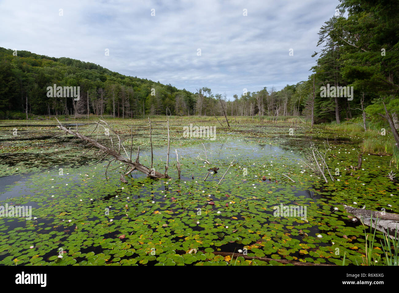 Berkshires wildflowers hires stock photography and images Alamy