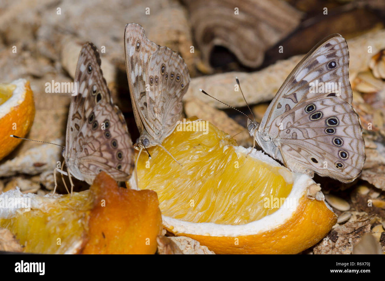 Hackberry Emperor, Asterocampa celtis, on fruit tray Stock Photo