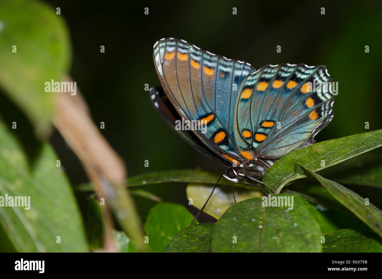 Red-spotted Purple, Limenitis arthemis astyanax, probing leaves of sugarberry, Celtis laevigata Stock Photo