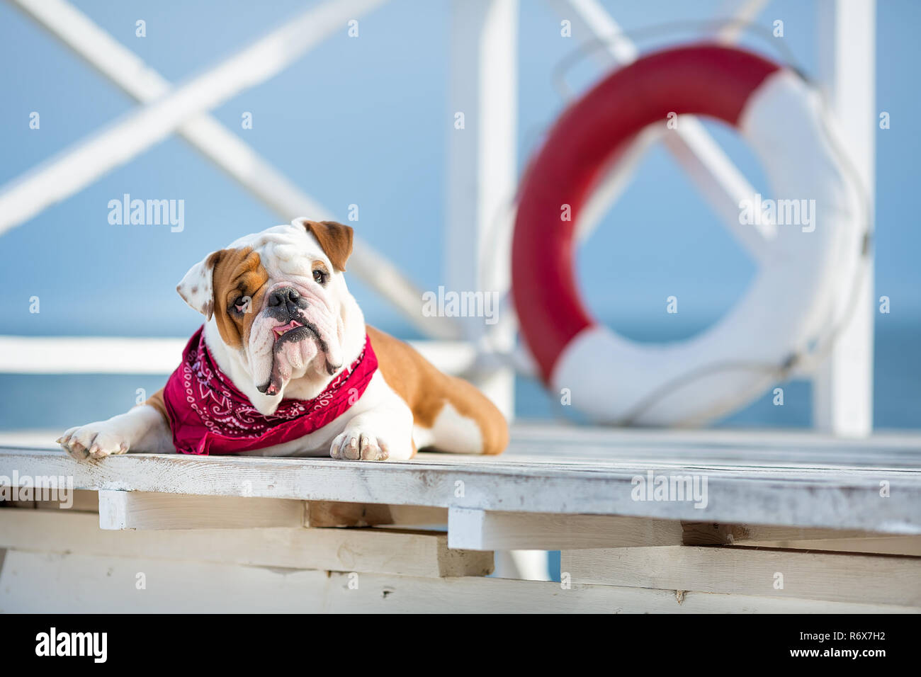 English bulldog bandanas cheap