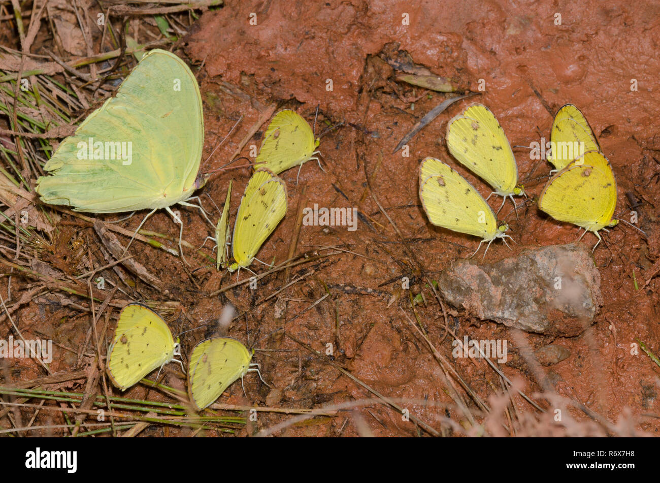 Mud-puddling yellows, Cloudless Sulphur, Phoebis sennae, and Little Yellows, Pyrisitia lisa Stock Photo