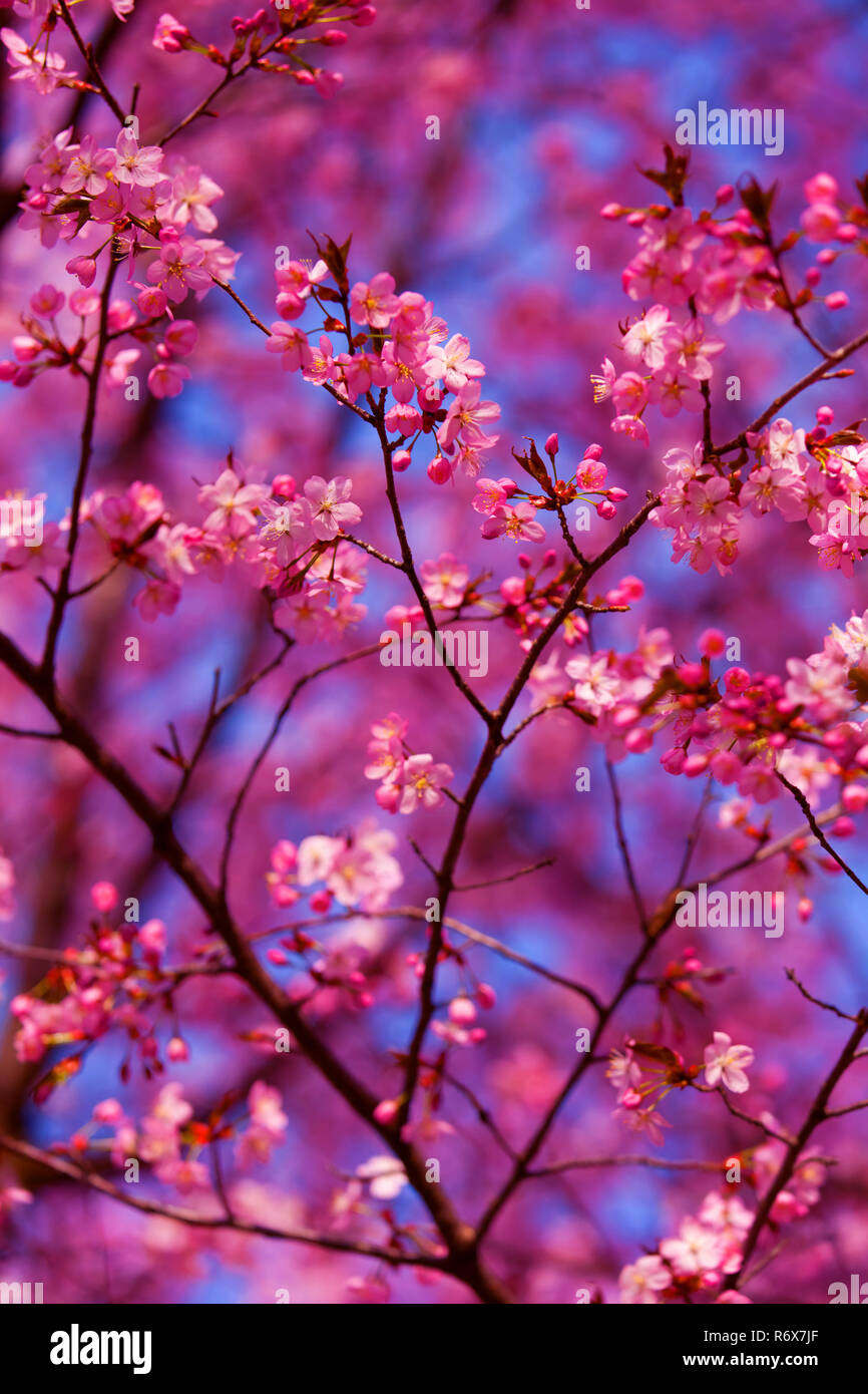 Cherry blossoms in spring Stock Photo Alamy