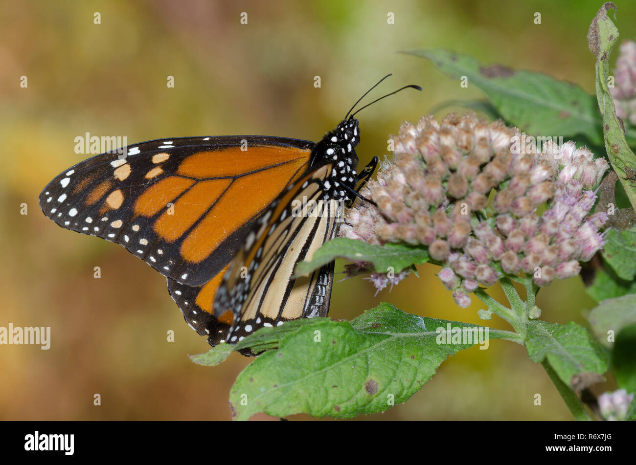 Monarch, Danaus plexippus, on Saltmarsh Fleabane, Pluchea odorata Stock Photo