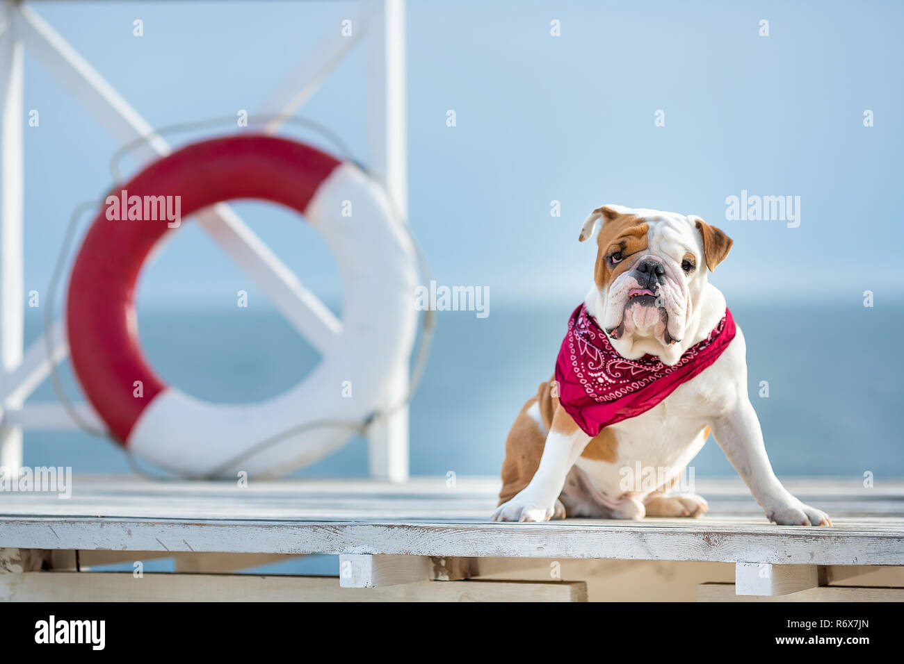 Cute puppy of english bull dog with funny face and red bandana on neck ...