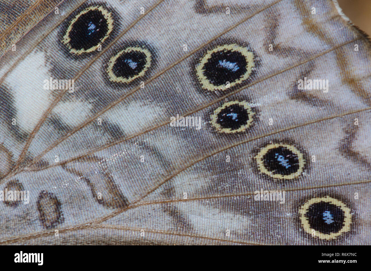 Hackberry Emperor, Asterocampa celtis, wing detail Stock Photo